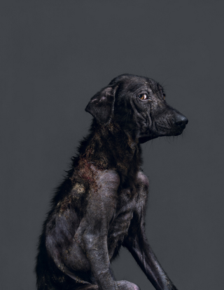 Illustration for article titled Portraits of abandoned dogs before being put down at a shelter
